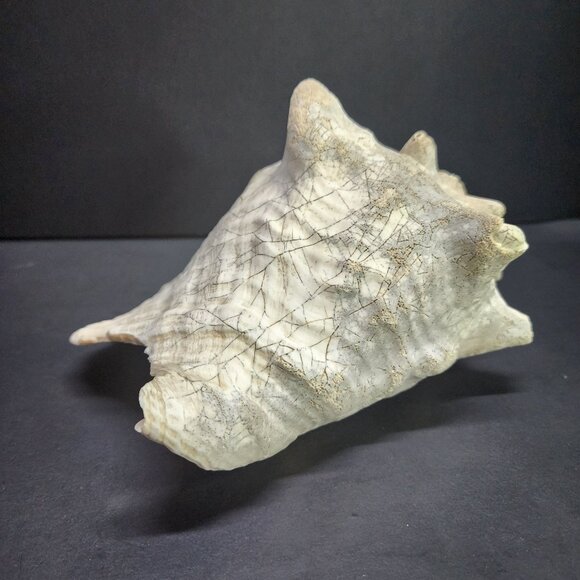 Queen Conch Shell Pink Large 7'' Decorative Seashell Nautical Display - Picture 6 of 11